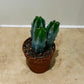 Myrtillocactus Geometrizans Cactus in a 5.5cm pot Cassandra's Plants