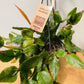 Rhipsalis Elliptica Cassandra's Plants