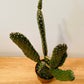 Opuntia Consolea in a 9 cm pot Cassandra's Plants
