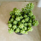 Sedum Burrito Burro’s Tail Cassandra's Plants