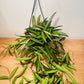 Hoya Wayetii in a 15cm hanging pot Cassandra's Plants