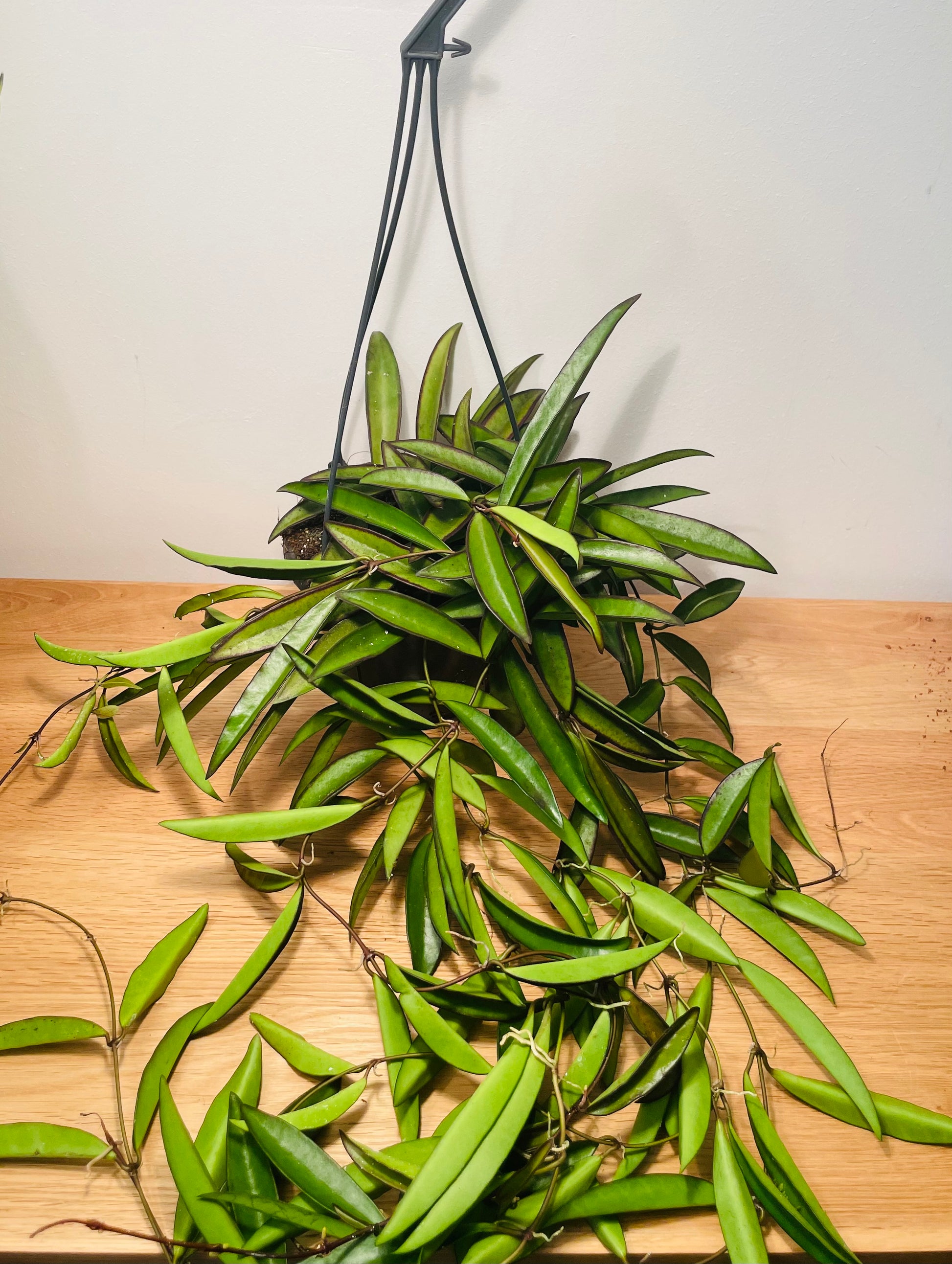 Hoya Wayetii in a 15cm hanging pot Cassandra's Plants