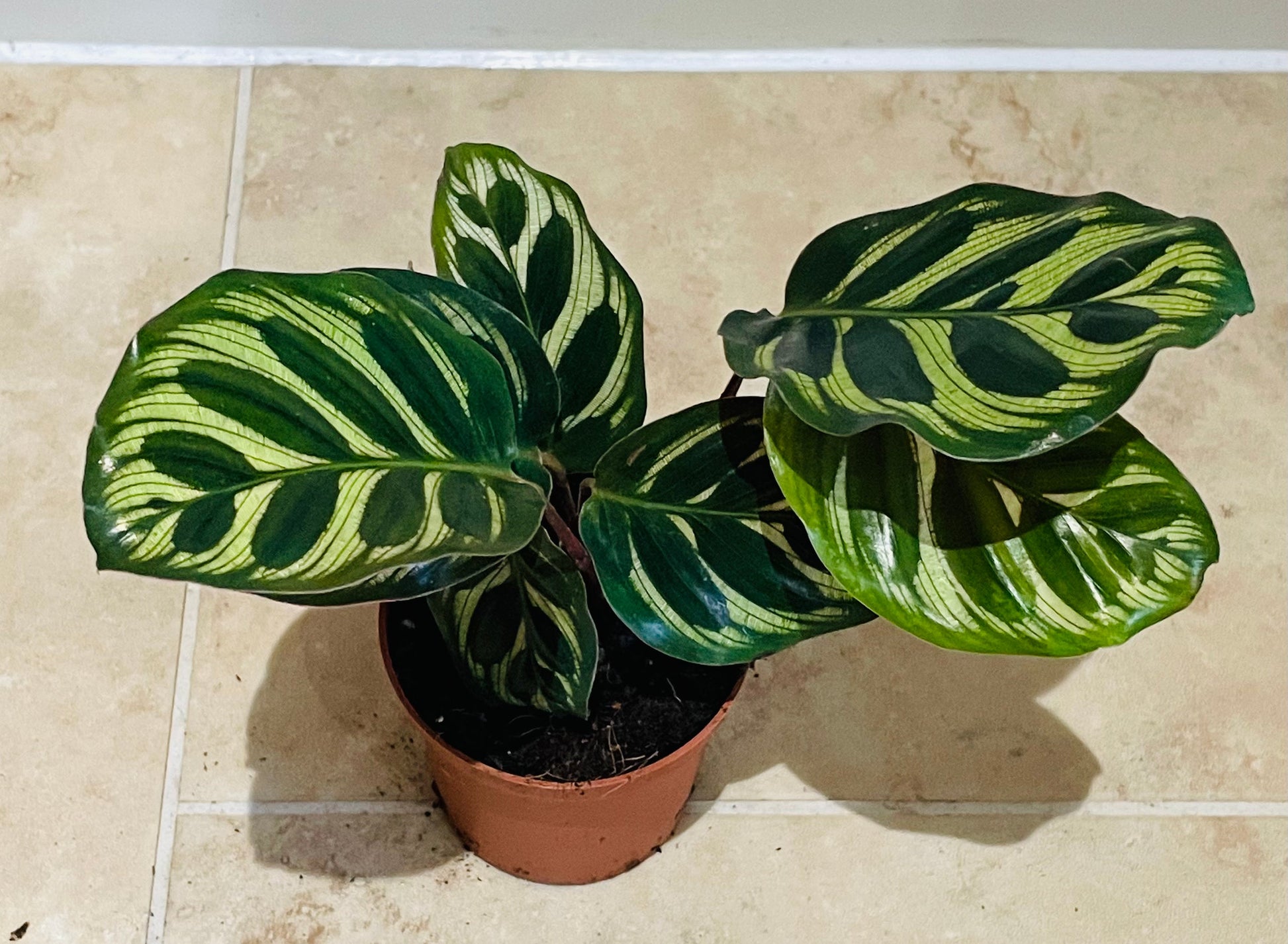 Calathea Makoyana Peacock Plant 7cm Pot Cassandra's Plants