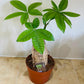 Pachira Aquatica Money Tree 9cm Pot Cassandra's Plants
