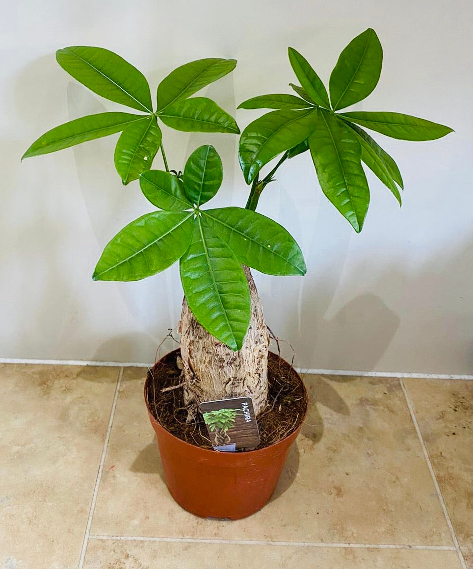 Pachira Aquatica Money Tree 9cm Pot Cassandra's Plants