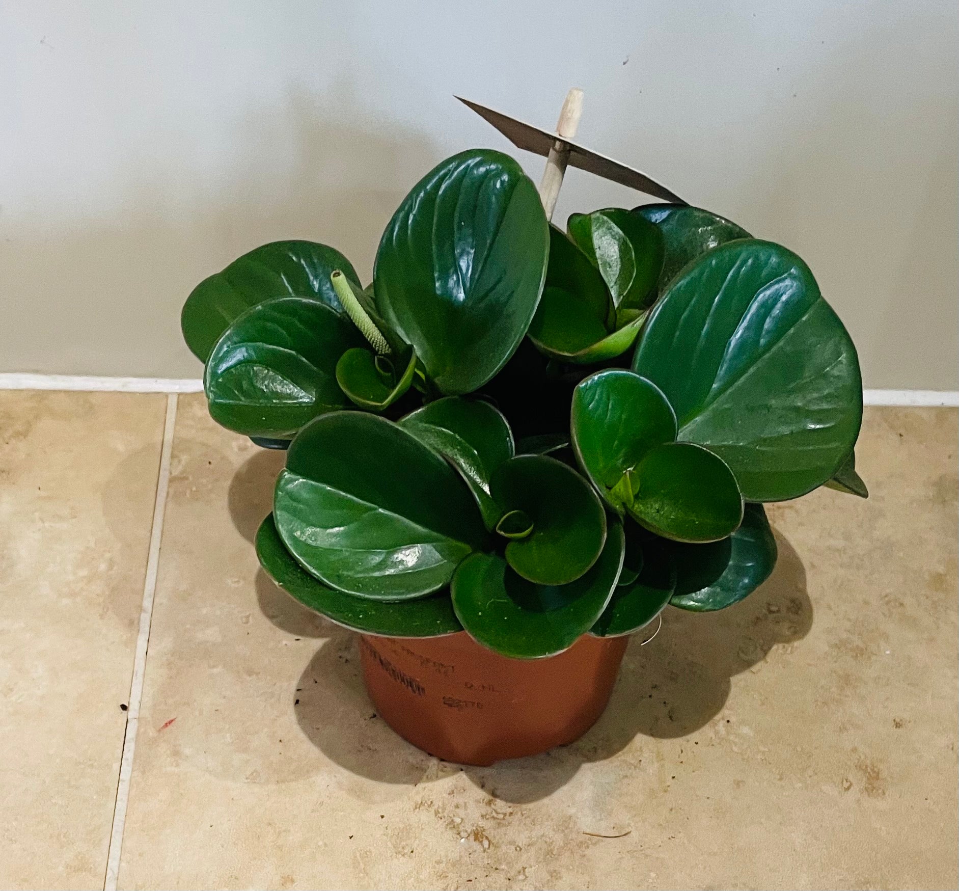 Peperomia Obtusifolia Cassandra's Plants
