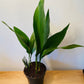 Aspidistra Elatior Cast Iron Plant 12cm Pot Cassandra's Plants
