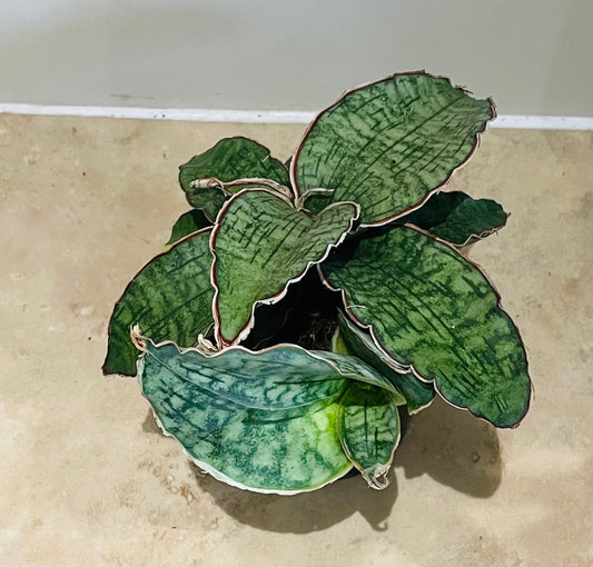 Sansevieria Star Green Granite in a 9cm pot Cassandra's Plants
