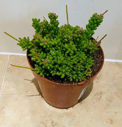 Rhipsalis Mesembryanthemoides Cassandra's Plants