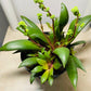 Crassula Orbicularis var. Rosularis 11cm pot Cassandra's Plants