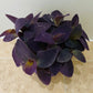 Tradescantia Pallida Purple Heart In a 12cm pot Cassandra's Plants