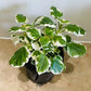 Plectranthus Coleoides White Surf in 10.5cm pot Cassandra's Plants