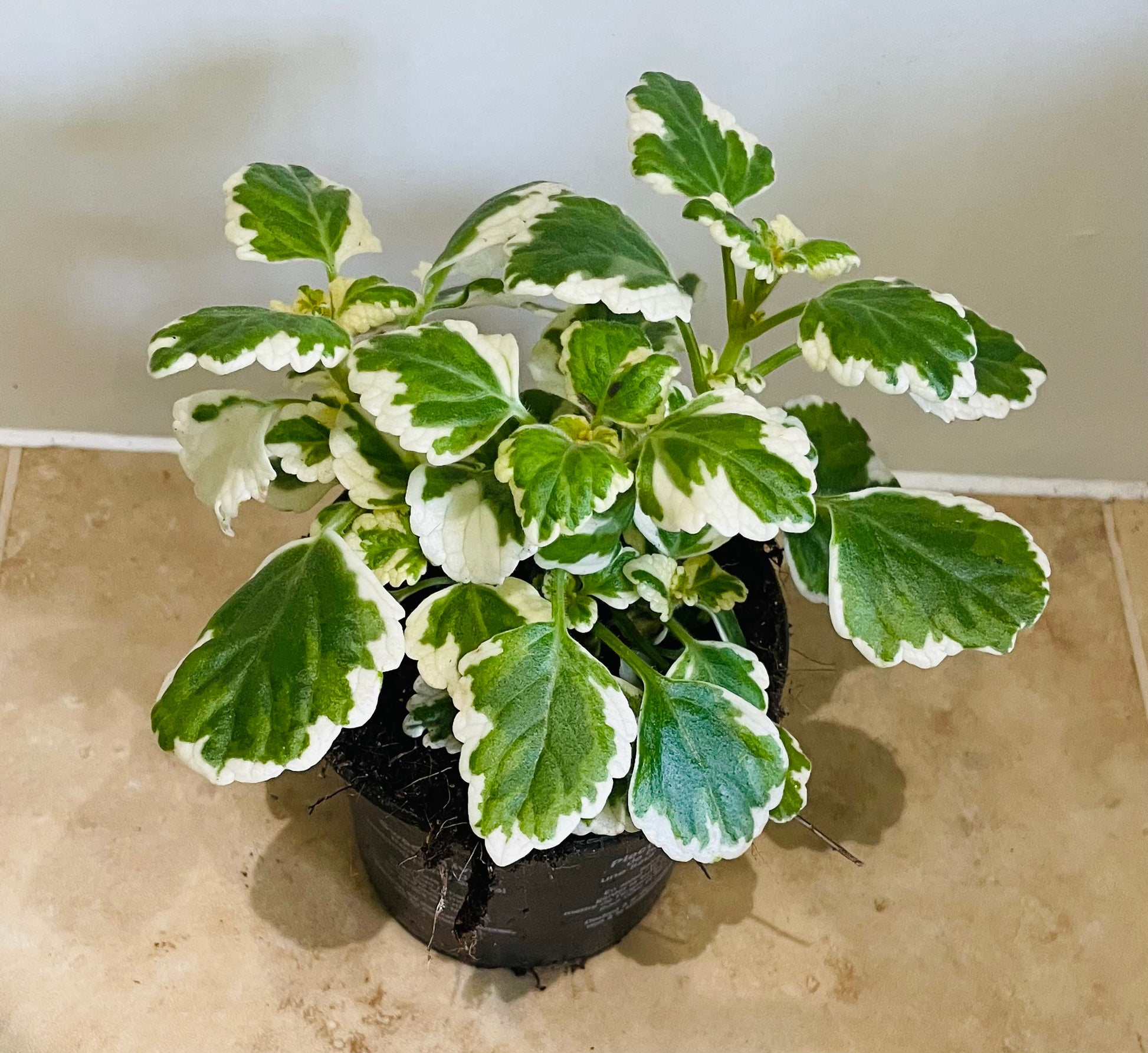 Plectranthus Coleoides White Surf in 10.5cm pot Cassandra's Plants