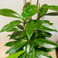 Hoya Pubicalyx Splash 17cm pot Cassandra's Plants