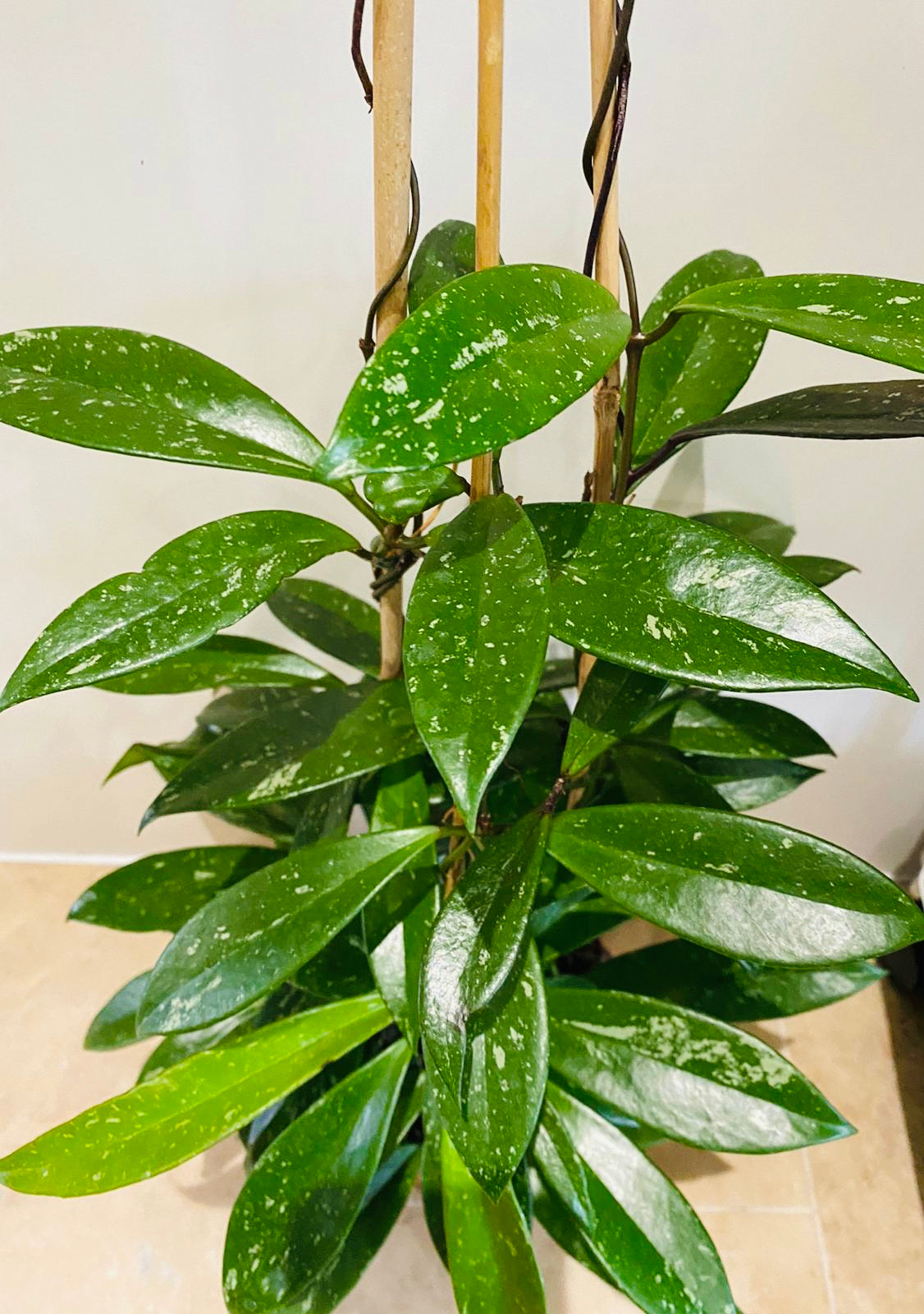 Hoya Pubicalyx Splash 17cm pot Cassandra's Plants