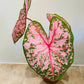 Caladium Pink Beauty 12cm pot Cassandra's Plants
