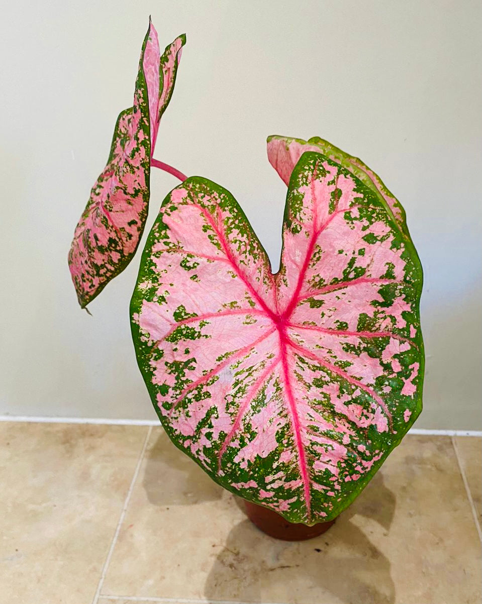 Caladium Pink Beauty 12cm pot Cassandra's Plants