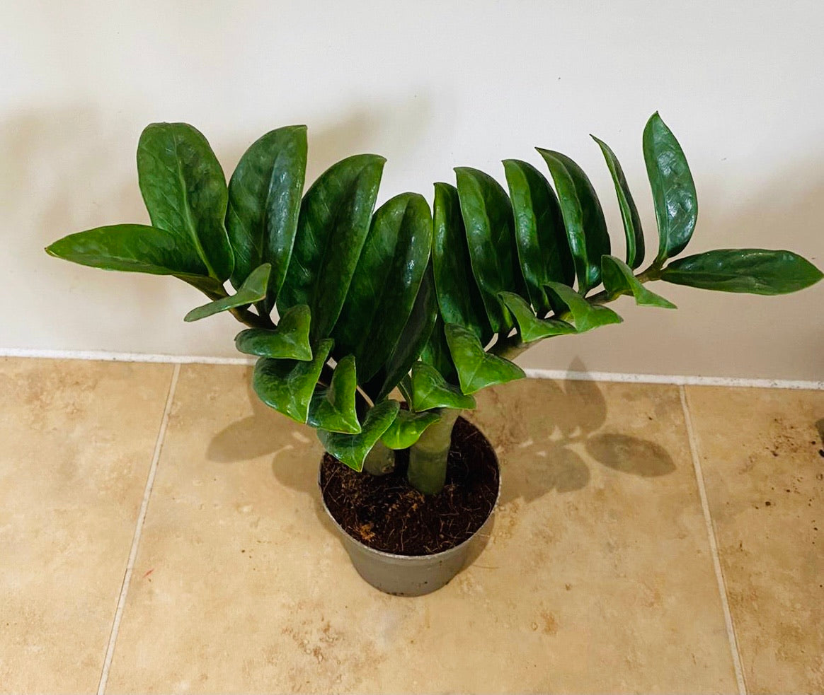 Zamioculcas Zenzi ZZ Plant Cassandra's Plants