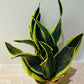 Sansevieria Black Superba In a 14cm pot Cassandra's Plants