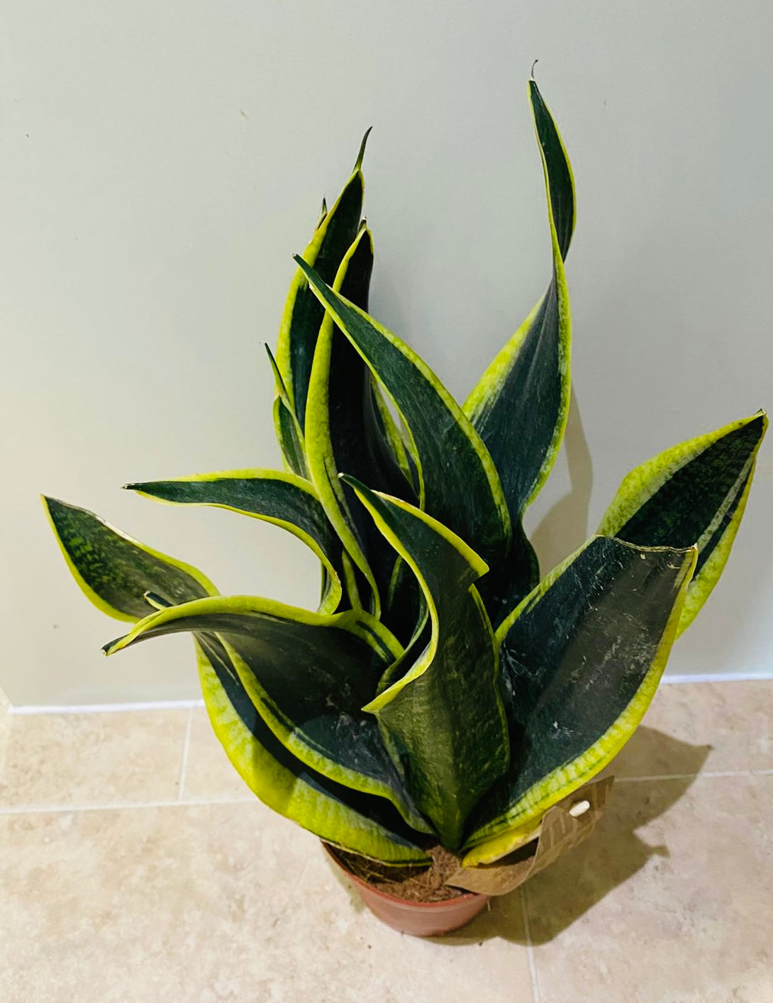 Sansevieria Black Superba In a 14cm pot Cassandra's Plants