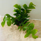 Epiphyllum Chrysocardium Ric Rak Cactus 12cm Pot Cassandra's Plants