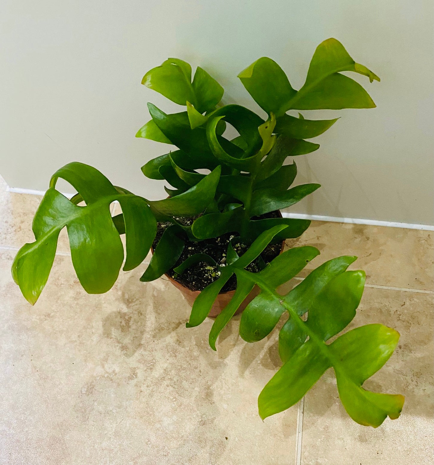 Epiphyllum Chrysocardium Ric Rak Cactus 12cm Pot Cassandra's Plants