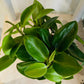 Peperomia Pixie Cassandra's Plants