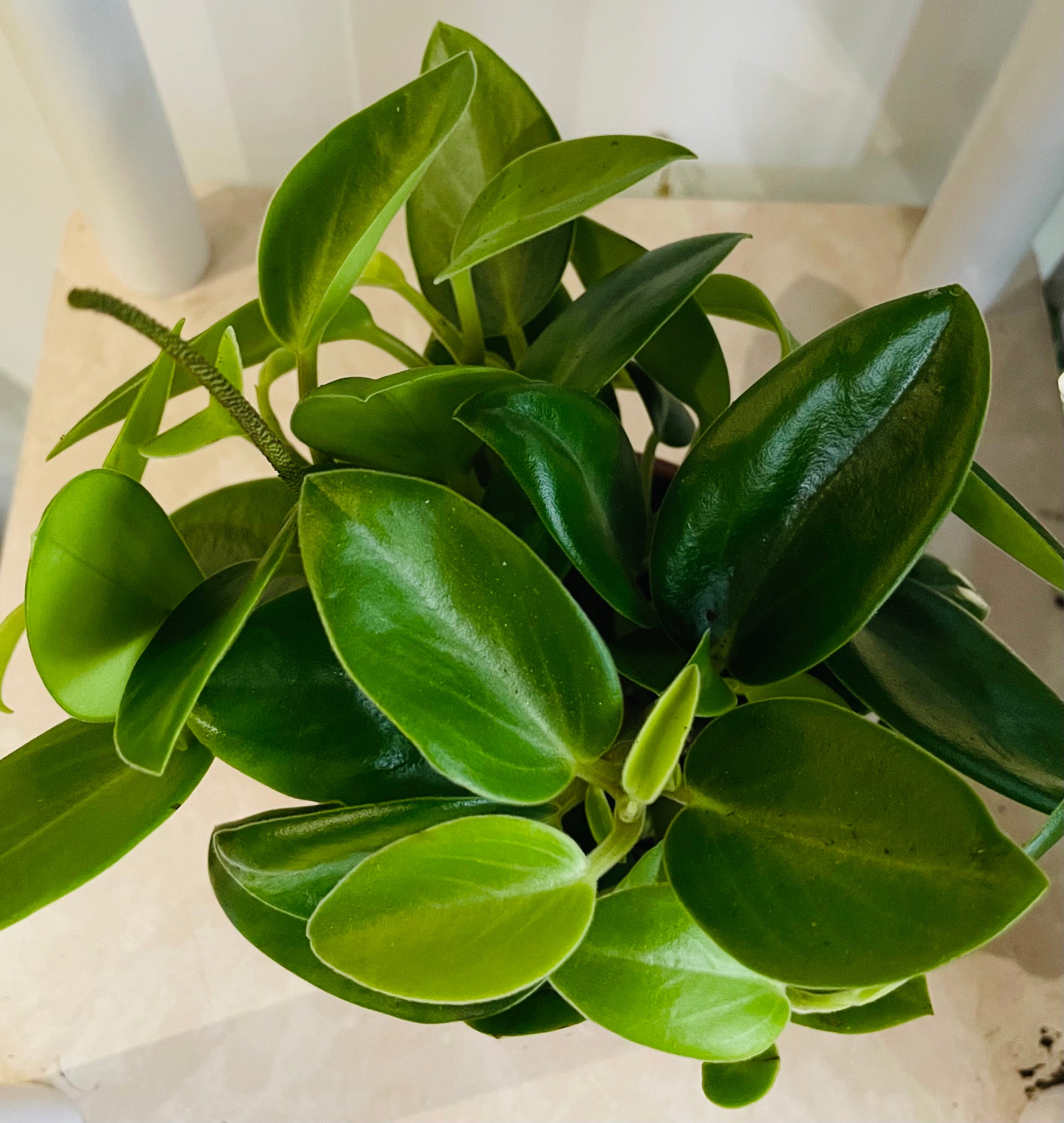 Peperomia Pixie Cassandra's Plants