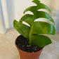 Epiphyllum Chrysocardium Ric Rak Cactus 8cm Pot Cassandra's Plants