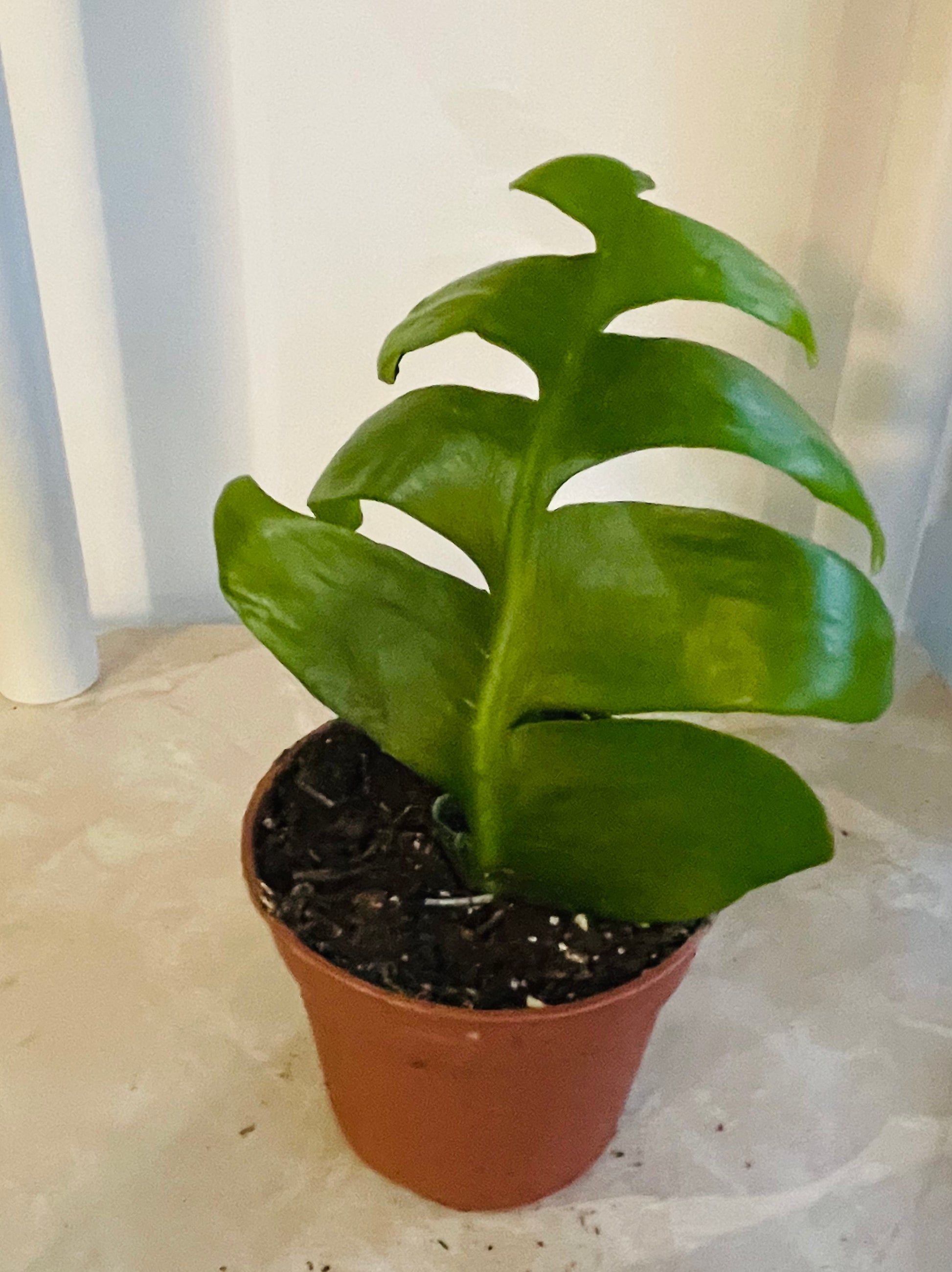 Epiphyllum Chrysocardium Ric Rak Cactus 8cm Pot Cassandra's Plants