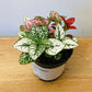 Hypoestes Mixed Polka Dot Plant