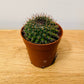 Mammillaria Melanocentra Cactus in 5.5cm Pot Cassandra's Plants