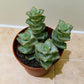 Crassula Perforata "Grey" 8cm Pot Cassandra's Plants