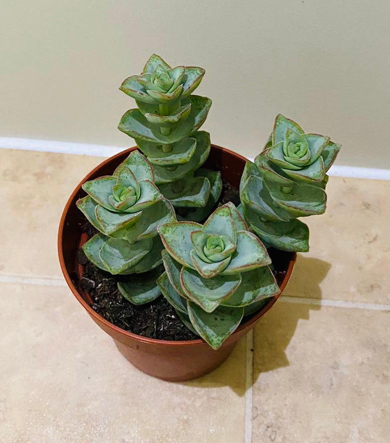 Crassula Perforata "Grey" 8cm Pot Cassandra's Plants