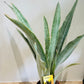 Sansevieria Metallica Cassandra's Plants