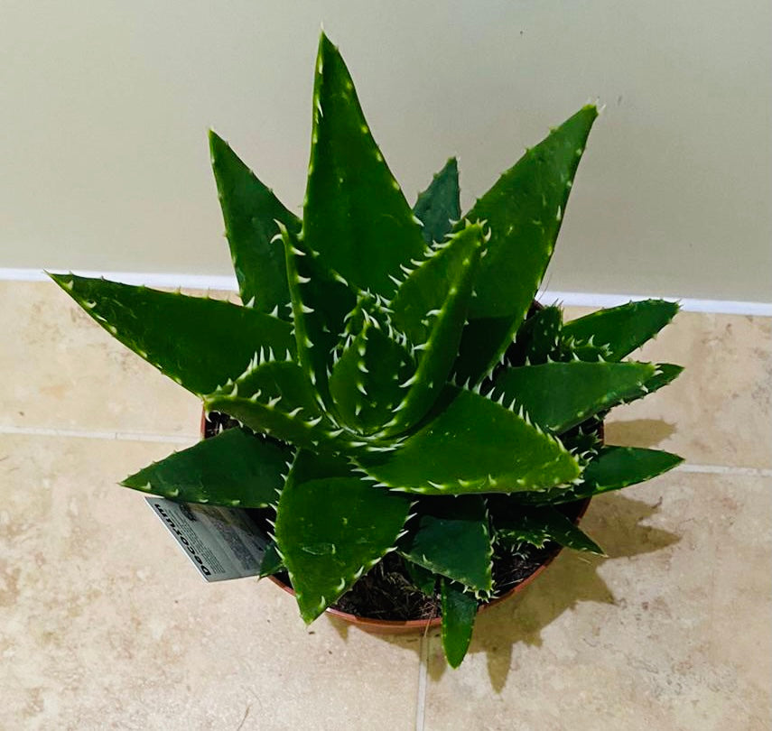 Aloe Mitriformis 14cm Pot Cassandra's Plants