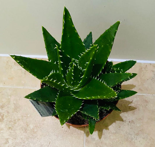 Aloe Mitriformis 14cm Pot Cassandra's Plants