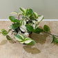 Tradescantia Fluminensis Tricolour Cassandra's Plants