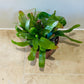 Rhipsalis Red Coral in a 12cm pot Cassandra's Plants