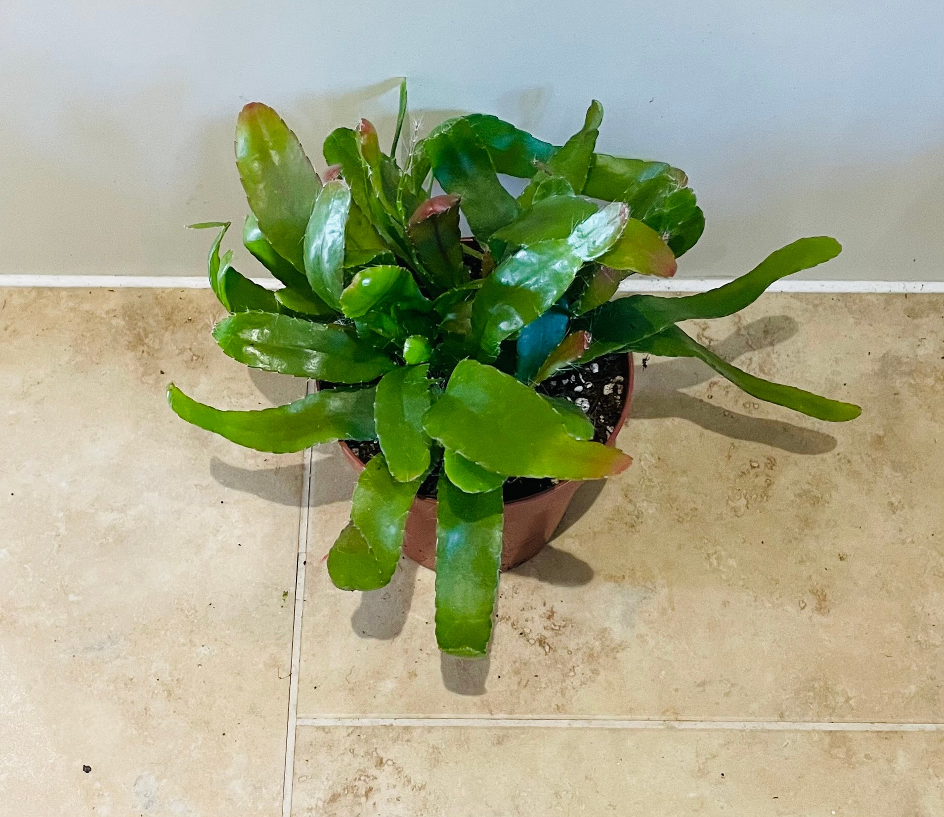 Rhipsalis Red Coral in a 12cm pot Cassandra's Plants