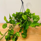 Epipremnum 'Global Green' Pothos 15cm Hanging Pot Cassandra's Plants
