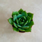 Echeveria Ramilette Succulent in 5.5cm Pot Cassandra's Plants