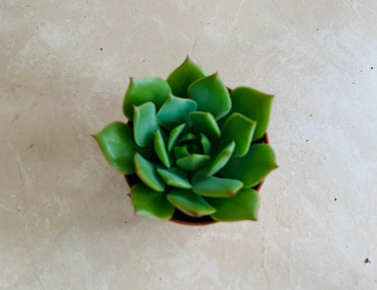 Echeveria Ramilette Succulent in 5.5cm Pot Cassandra's Plants