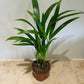 Dypsis Lutescens in a 7cm pot Cassandra's Plants