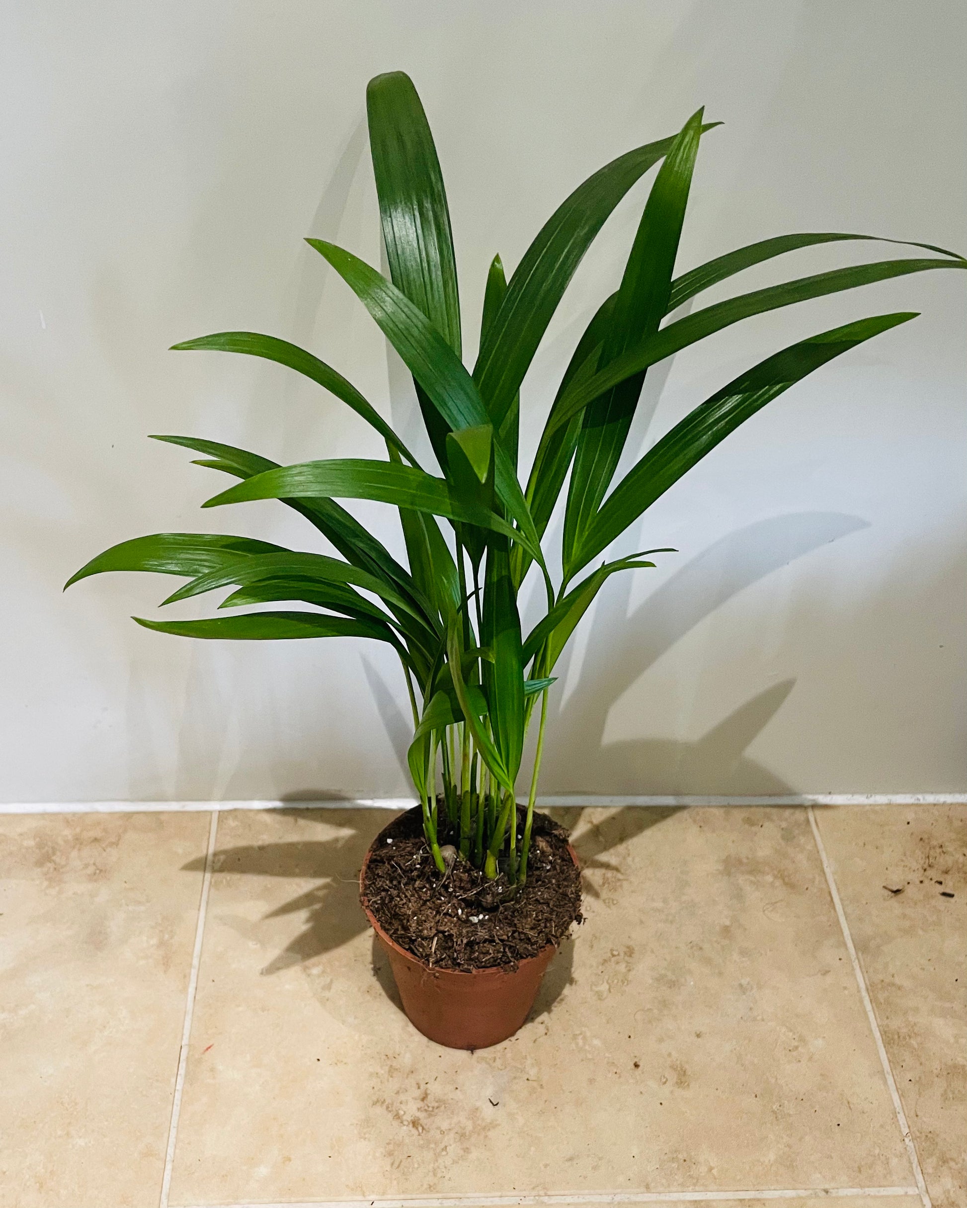 Dypsis Lutescens in a 7cm pot Cassandra's Plants