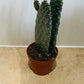 Opuntia Consolea in a 9 cm pot Cassandra's Plants