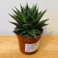 Gasteraloe Aurora in a 10.5cm pot Cassandra's Plants