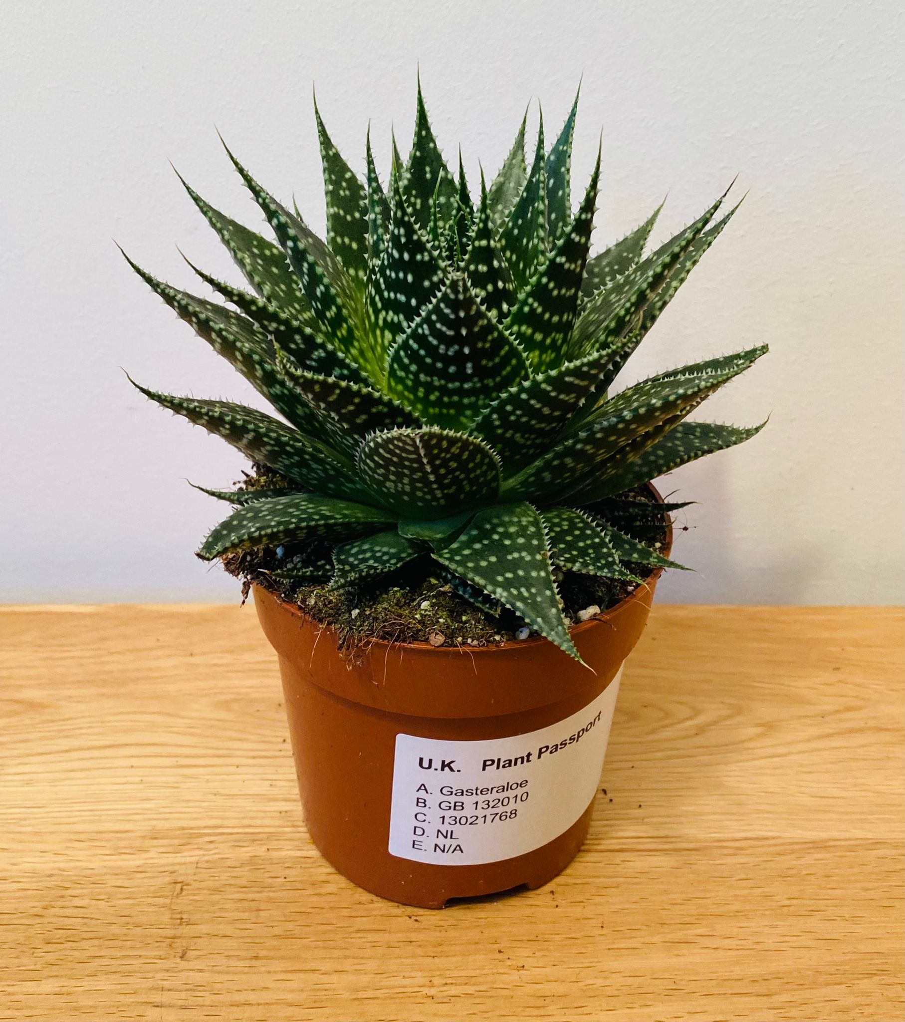 Gasteraloe Aurora in a 10.5cm pot Cassandra's Plants