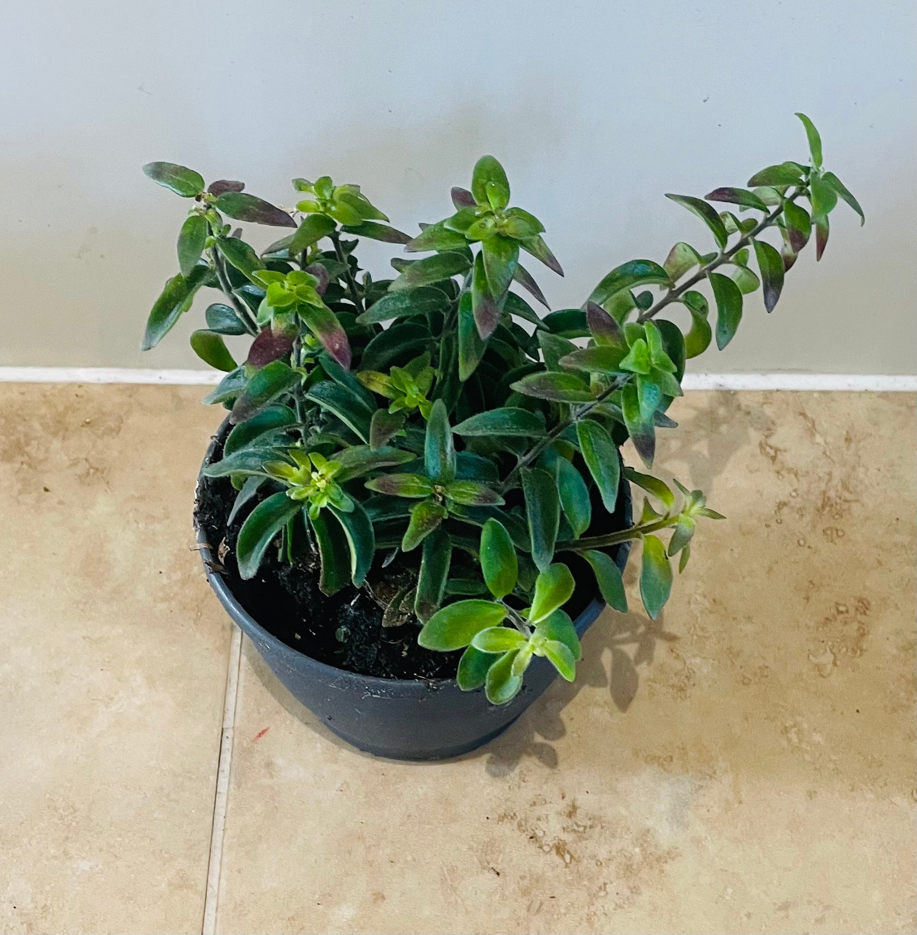 Aeschynanthus Twister Lipstick Plant 12cm Pot Cassandra's Plants