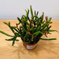 Rhipsalis Burchellii Cassandra's Plants